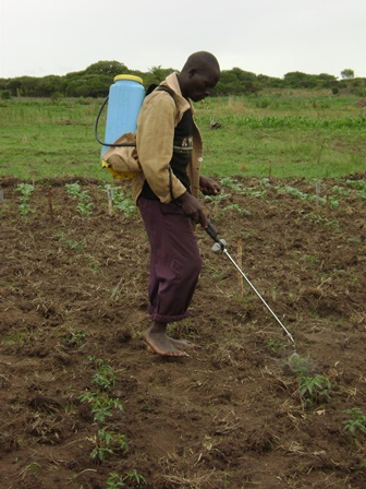 spraying tomatoes