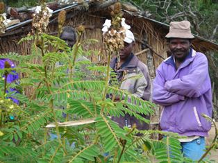 tephrosia with farmer