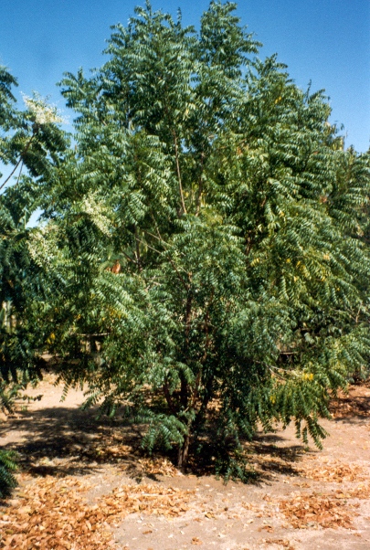 Azadiracta Indica tree with lush foliage and branches in soil.