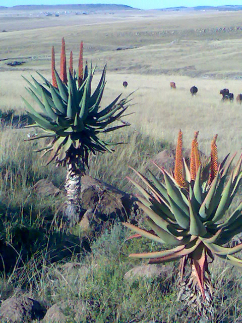 Aloe Ferox between Cofimvaba and Ngcobo.