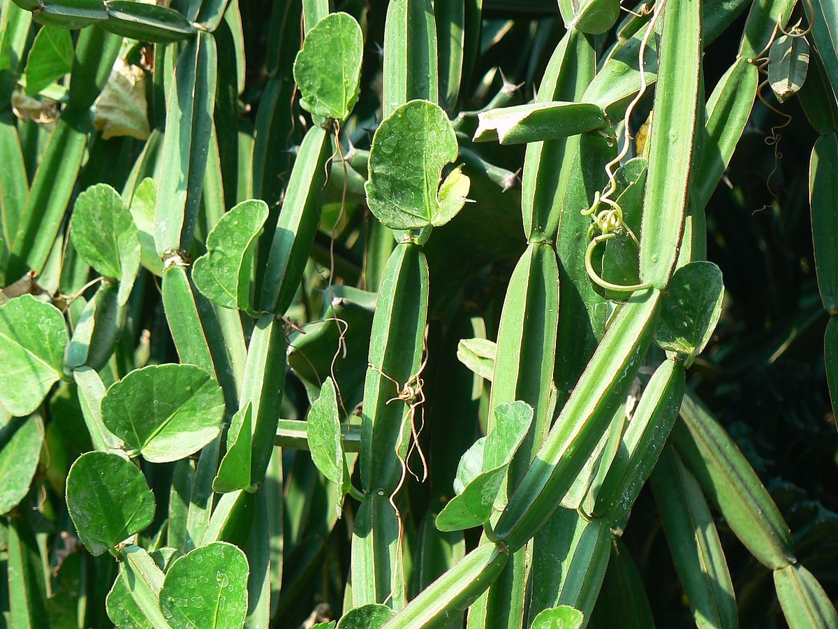 Cissus quadrangularis is a succulent, vining plant with square-shaped stems, indigenous to parts of Asia and Africa