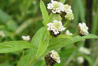 Lippia Javanica is a small perennial herbaceous plant