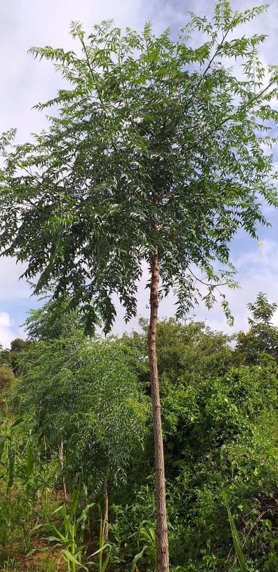 Melia Volkensii tree with green leaves standing tall