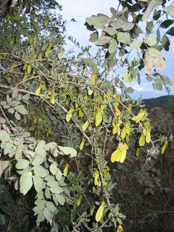 Tree with green leaves and yellow seed pods.