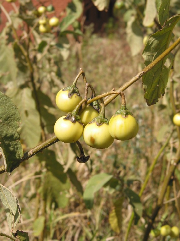 A cluster of ripe, yellow fruit adorns a Solanum incanum plant, showcasing the vibrant hues of nature's bounty.