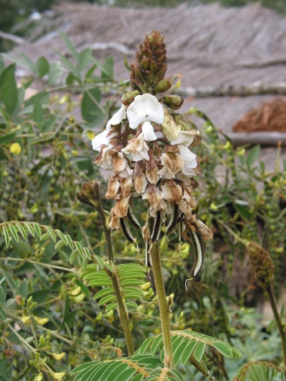 Tephrosia vogelii plant with white flowers and brown leaves.