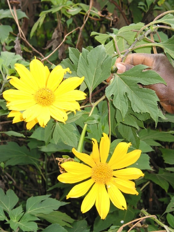 A vibrant yellow flower identified as Tithonia diversifolia.