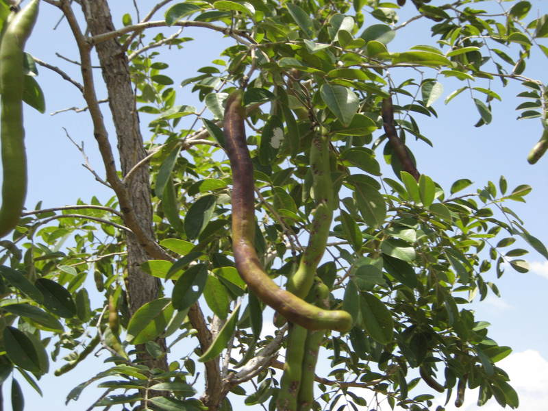 Bobgunnia Madagascariensis tree with lush green foliage.