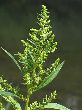  This particular plant is Dysphania (syn. Chenopodium) ambrosioides, showcasing its vibrant presence in this natural setting.