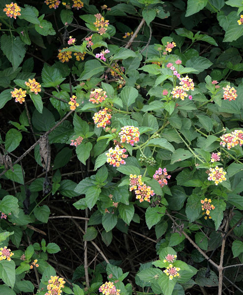 Lantana camara showing flowers and foliage, as well as the thorny stems.