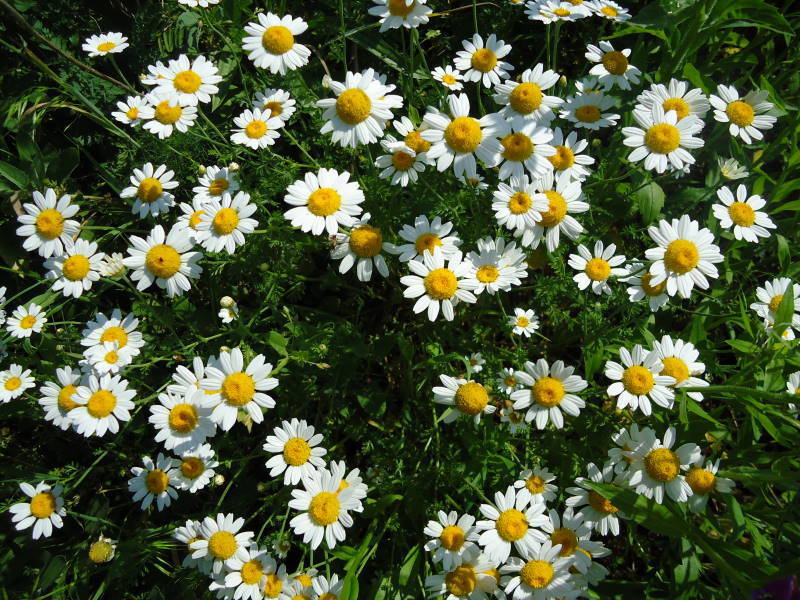 Tanacetum cinerariifolium is a flowering plant with white daisy-like flowers, prized for its natural insect-repelling properties.