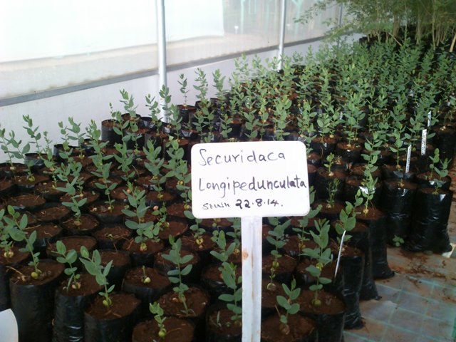 securidaca seedlings