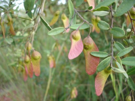 securidaca seeds on tree