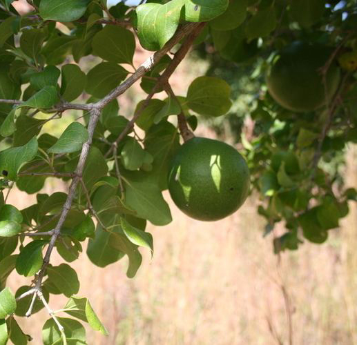 a green Strychnos spinosa fruit on a tree