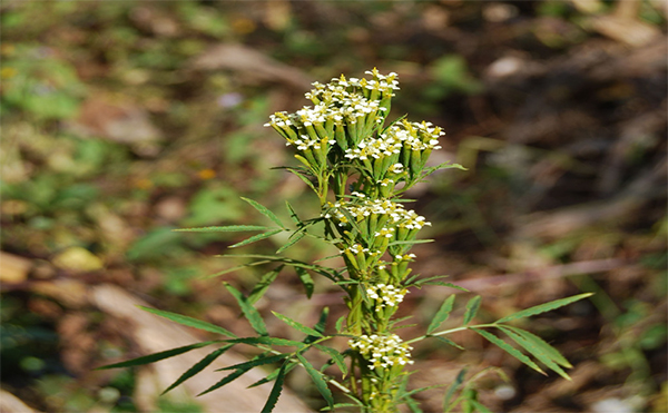 The image displays a Tagetes minuta flower with white blooms.