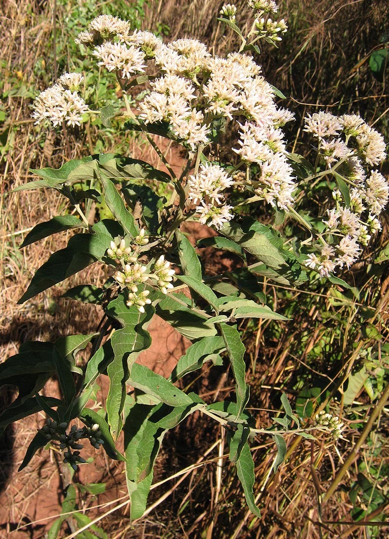 A Vernonia Amygdalina plant with white flowers