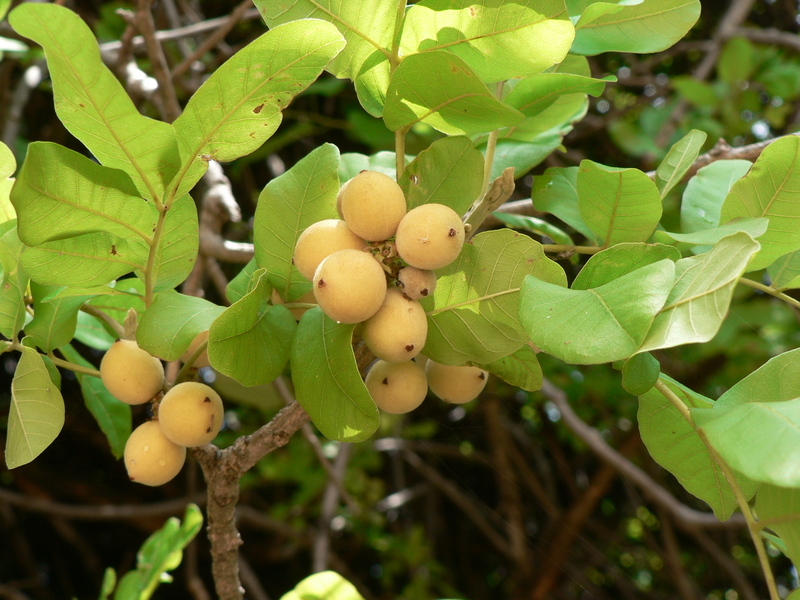 Fruit-bearing Zanha africana tree