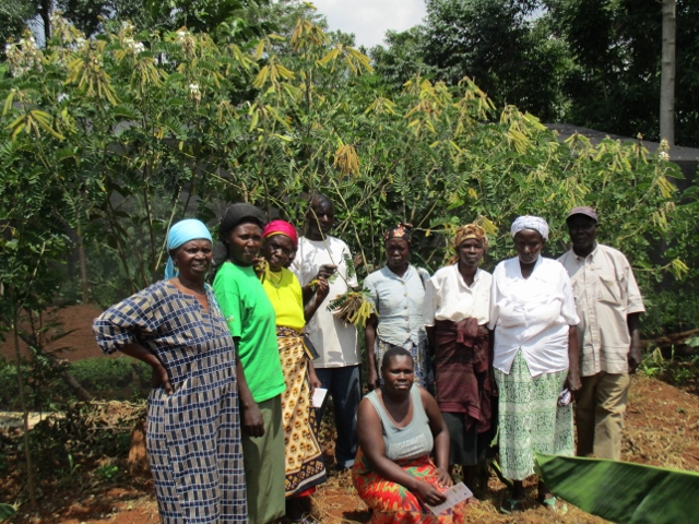 Abakhaywa Mulukongo group with Tephrosia hedge planted 1 year ago, now 2 metres high