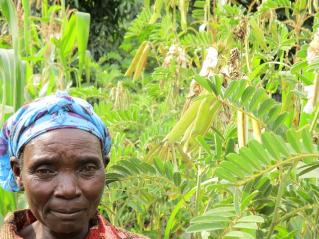 Farmer with Tephrosia intercropped with maize near Butula, Kenya