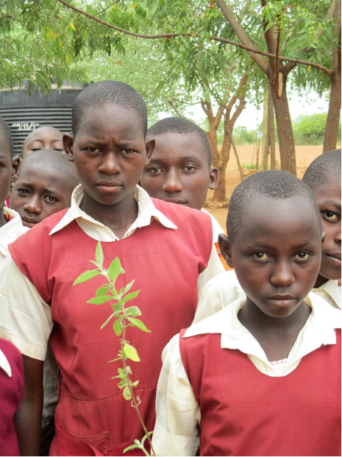 Mariango School was provided with some Lippia javanica plants that had been propagated at the East Africa Herbarium as part of a demonstration on pesticidal plants that could be grown around the school compound. The school already has about 100 trees, many of which are the neem tree, Azadirachta indica.