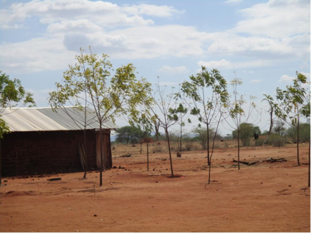 The beginnings of tree-planting at one of the dryland primary schools found in lower Tharaka, showing young Neem trees.