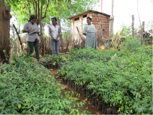 Tree nursery of John Kithinji, one of the Tharaka farmers being trained. John said that he had 1,000 Melia volkensii and several other species ready for sale. Immediate left Melia volkensii and right Neem, Azadirachta indica