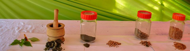 An example of the steps involved in the process of using pesticidal plants to protect stored cowpeas.