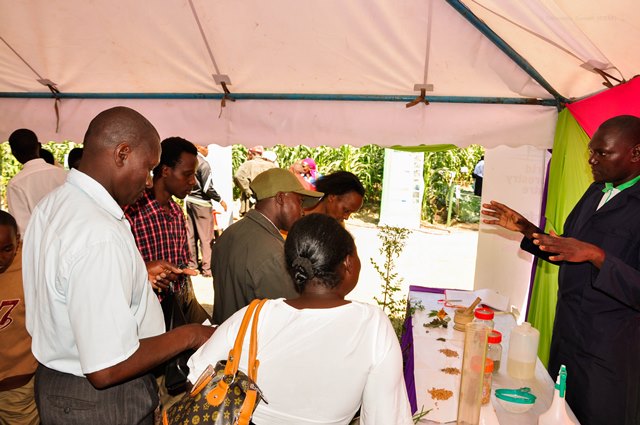 Valentine Gitonga from ICRAF explains to farmers how to use pesticidal plants for pre- and post-harvest crop protection.