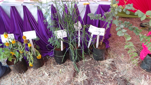 Examples of some of the plants that can be used for pesticides which were displayed at the Machakos Agricultural show