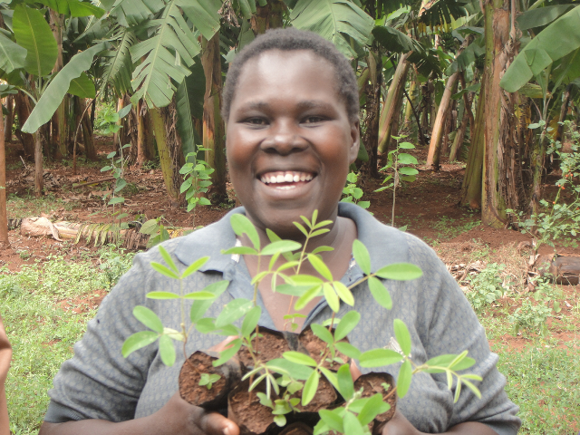 Tephrosia seedlings were distributed with 20 seedlings for each member of farmer groups.