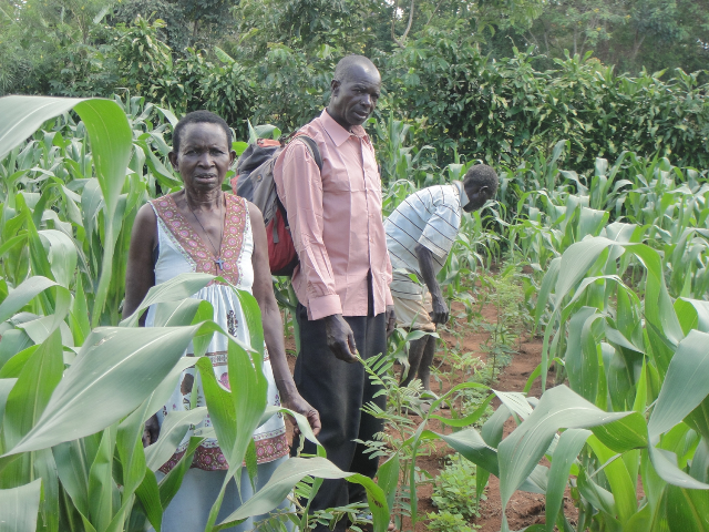 farmers planting Tephrosia in maize field