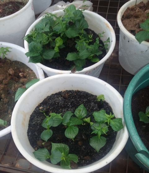 Germination of Strychnos spinosa at the Nairobi botanic garden glasshouse.