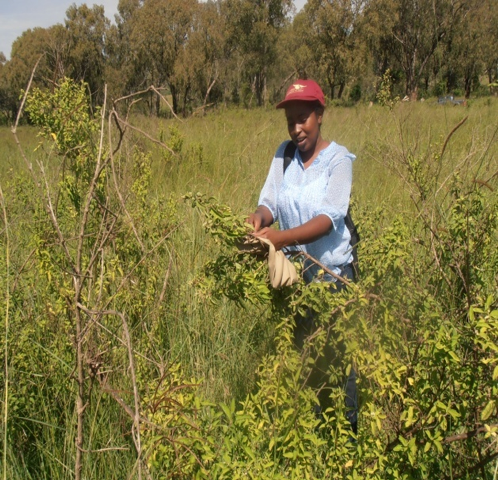 Research Assistant Ms. Vivian Kathambi from the National Museums of Kenya collecting Lippia javanica