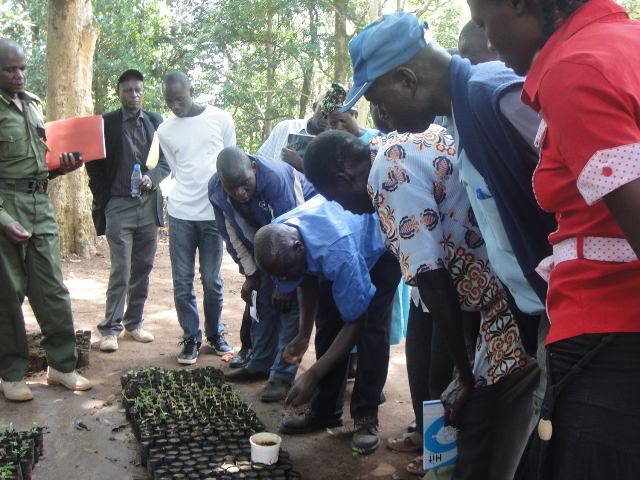 making tree nursery