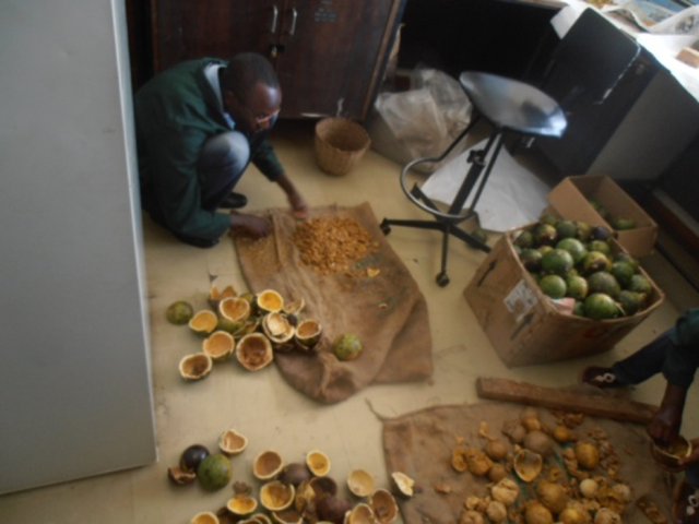 Seed processing of Strychnos spinosa in the National Museums of Kenya