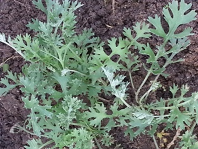 Pyrethrum growing at Mzuzu University