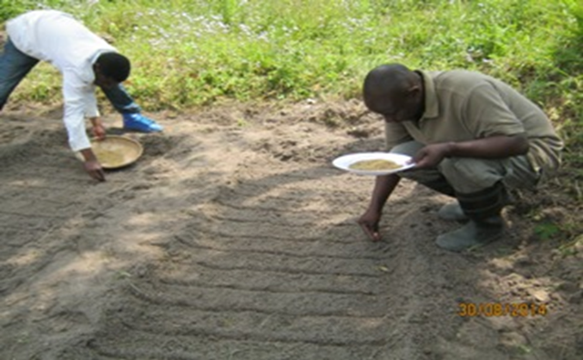 Pyrethrum planting